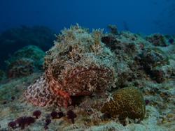 Cape Verdes Diving Centre - Sal Island.